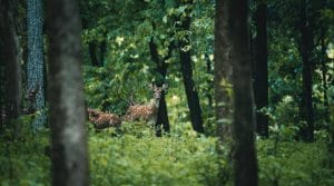 Pench-1522.jpg